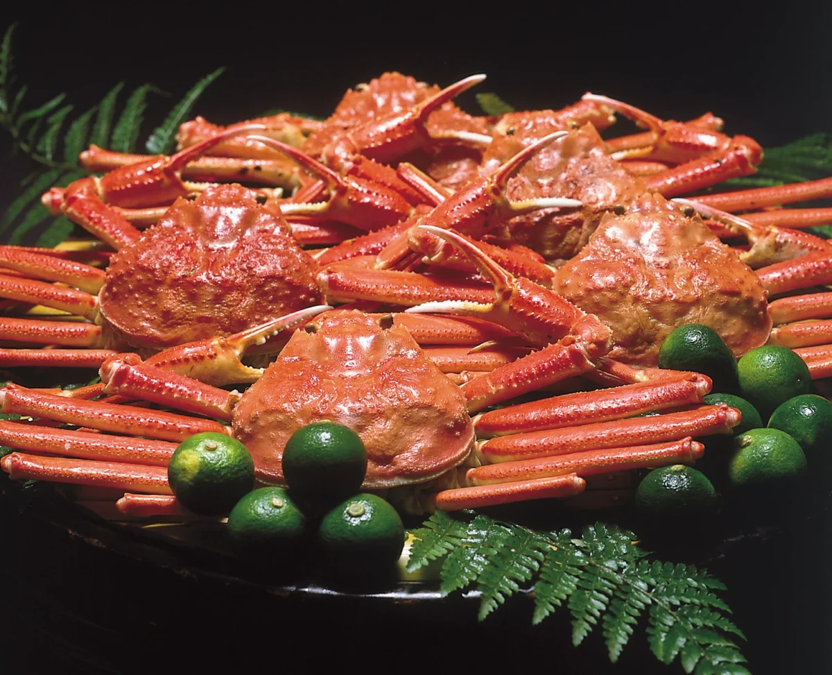 捌く前の活松葉ガニ